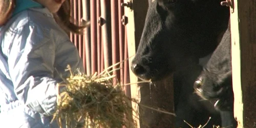 Văcuțe irlandeze la Oradea