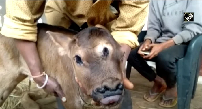 viţel cu trei ochi născut în india - foto captura video