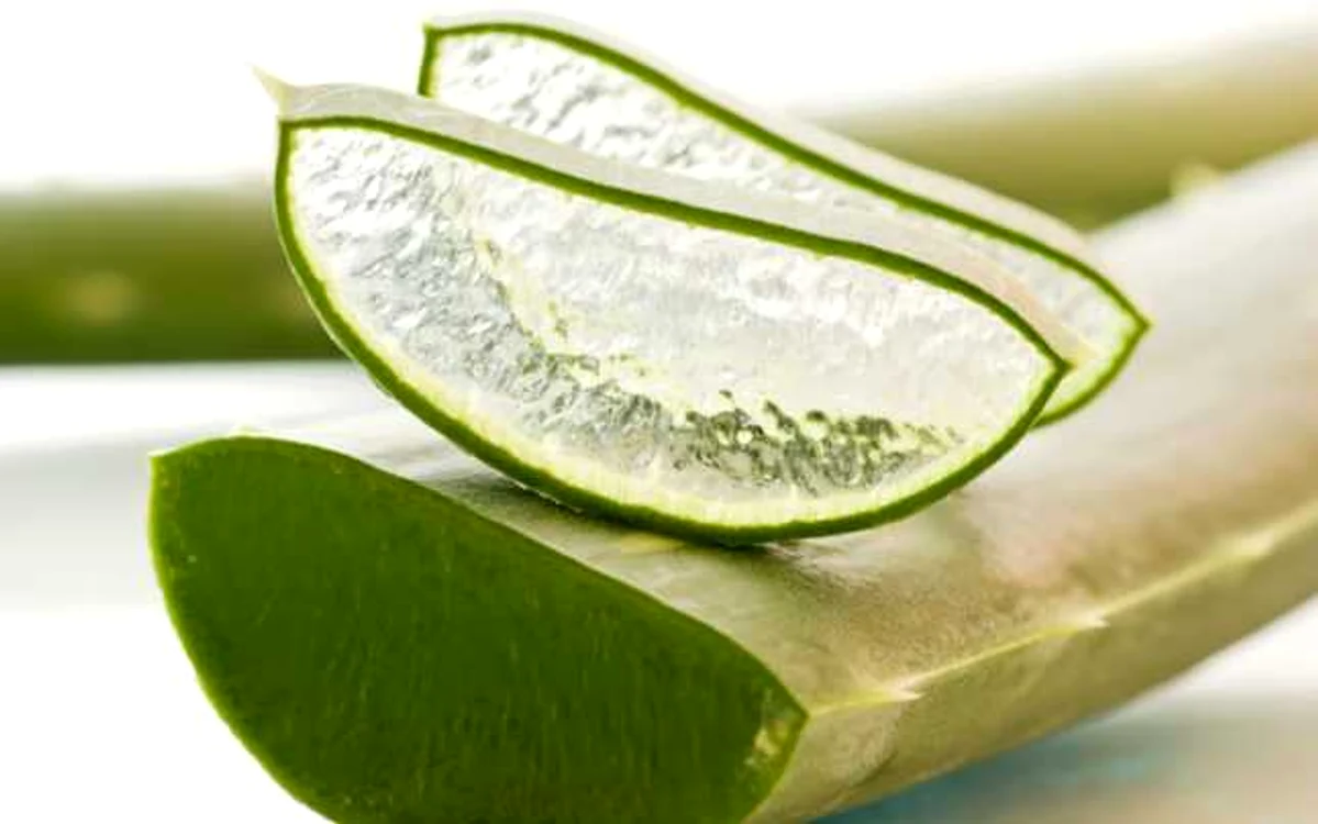 Gelul de aloe vera pur, proaspăt obţinut din plantă reduce glicemia.