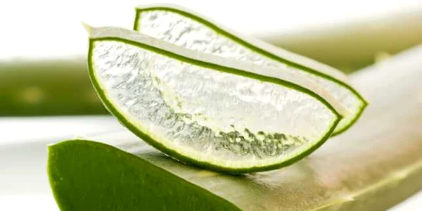 calarasi aloe