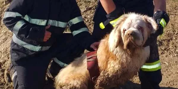 Caine saint bernard ISU Giurgiu