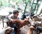 Costi Țitirigă orfanul din Vâlcea poreclit salvatorul animalelor Foto Arhiva personală jpg
