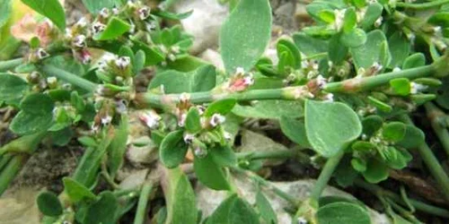 troscot Botanistii.ro