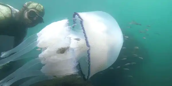 meduza gif