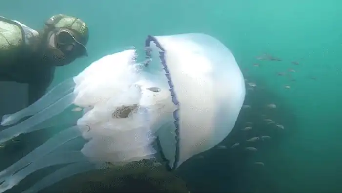meduza gif