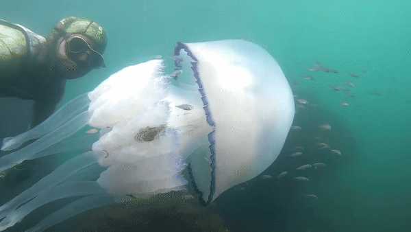 Misterioasa creatură descoperită în adâncurile Mării Neagre, un avertisment de evitat. Misterioasa creatură descoperită în adâncurile Mării Neagre, un avertisment de evitat.