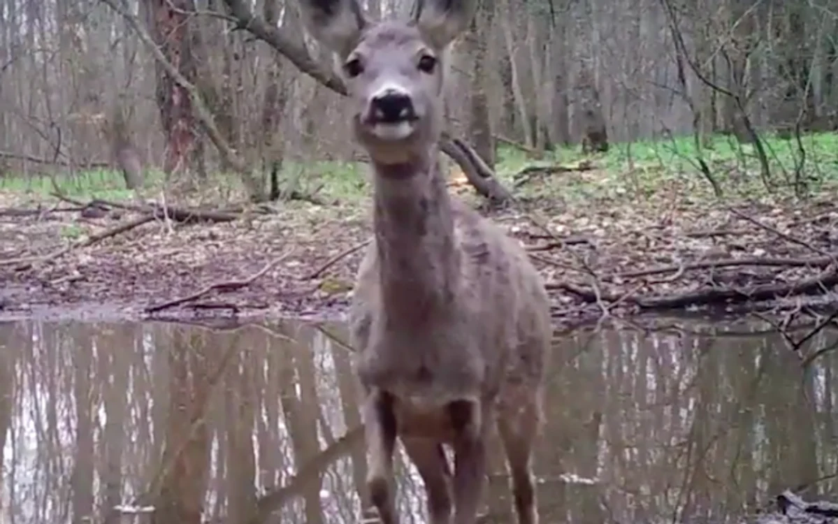 Căprioară curioasă filmată în pădurea de la Greci Sursa Facebook Parcul Naţional Munţii Măcinului