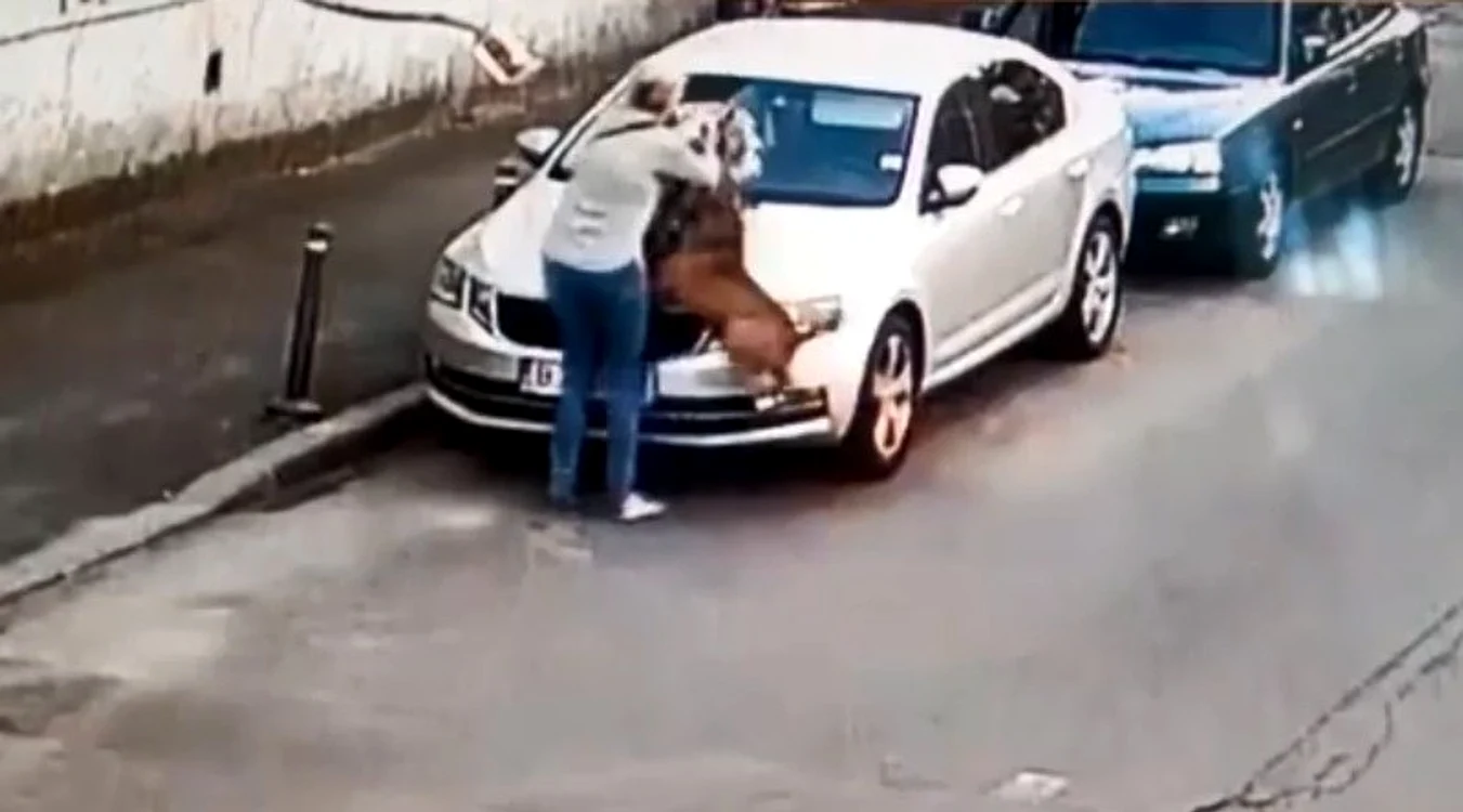 
    Amstaff-ul a atacat violent un căţel care a scapat ca prin minune cu viaţă Foto: captură video  