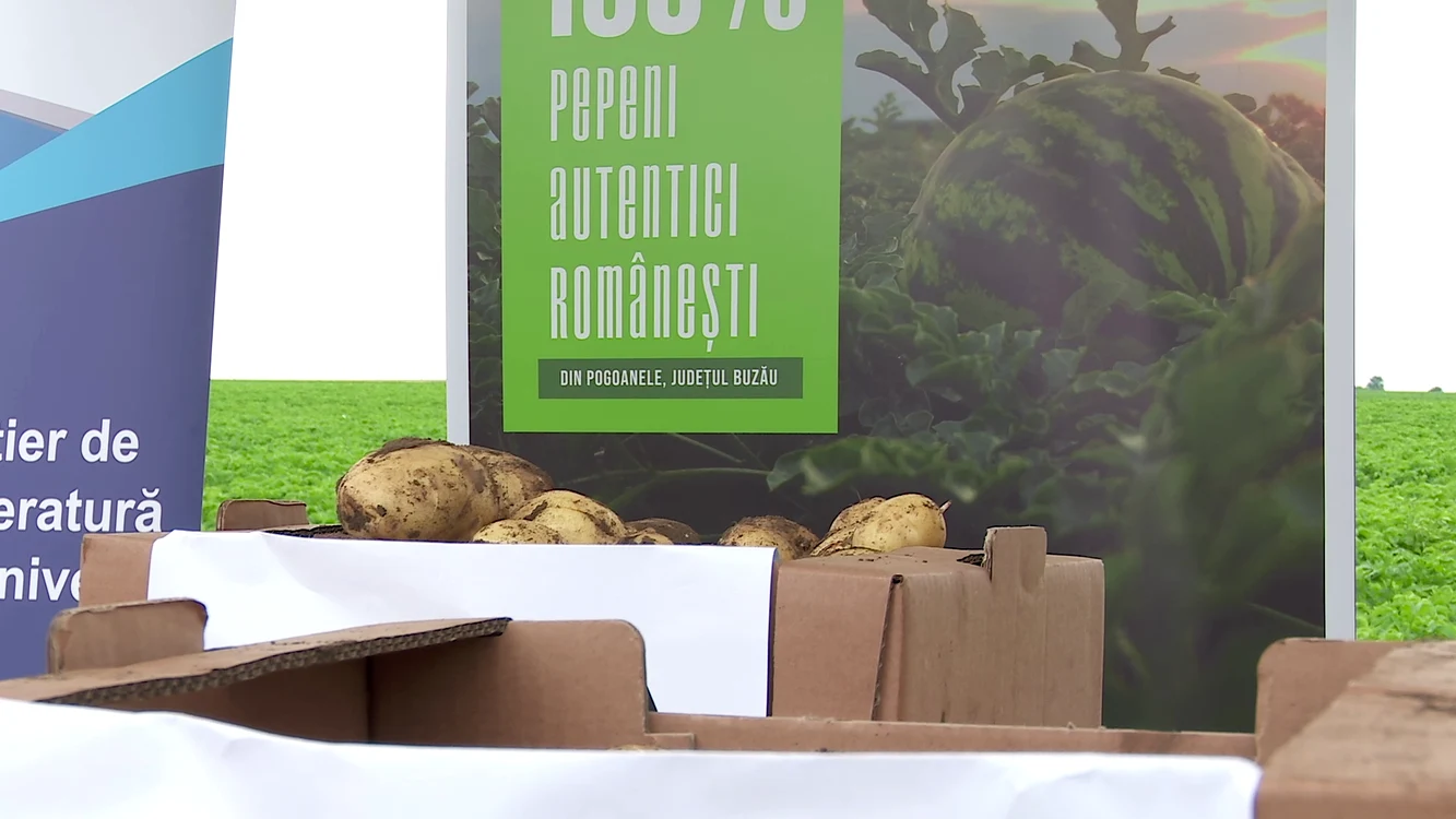 Cartofi din Buzău FOTO I.B.
