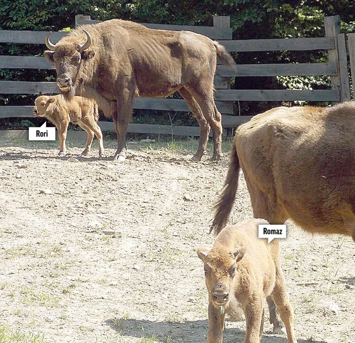 
    Rori, primii paşiFoto: WWF/Alexandru Bulacu  