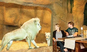 Leii vin la fereastra  restaurantului jpeg