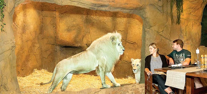 Leii vin la fereastra restaurantului