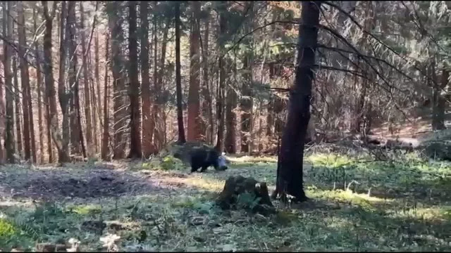 Pui de urs salvat în Poiana Brașov, după ce a rămas blocat cu capul într-un rezervor metalic