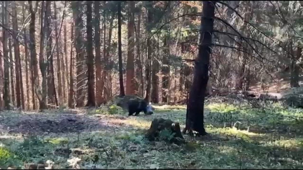 Pui de urs salvat în Poiana Brașov, după ce a rămas blocat cu capul într-un rezervor metalic