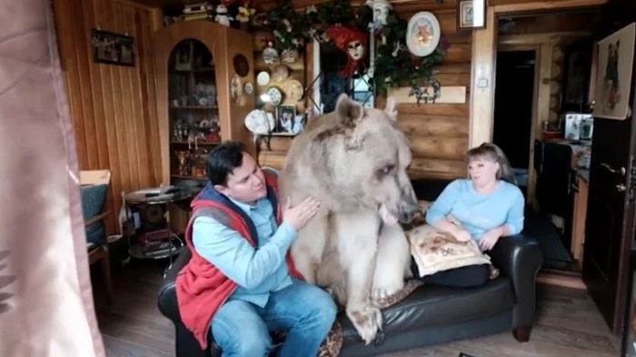 O familie de ruși trăiește cu un ursFoto: captură video