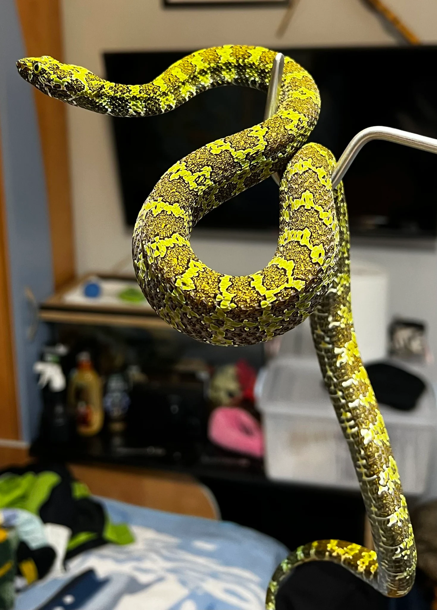 Crescătorie ilegală de reptile în 12 metri pătrați, descoperită într-un apartament din Bihor