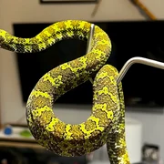 Reptile găsite de Garda de Mediu (1) jpg