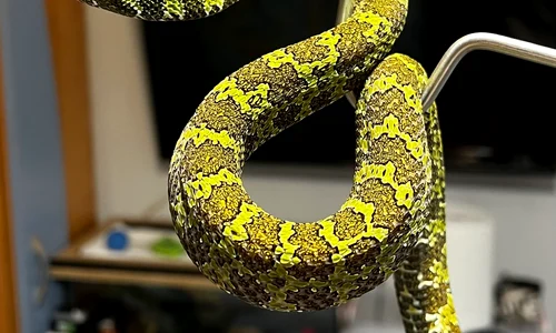 Reptile găsite de Garda de Mediu (1) jpg