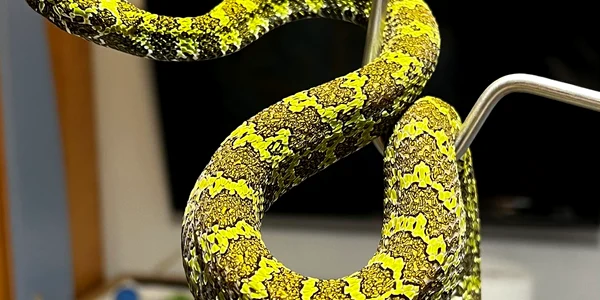 Reptile găsite de Garda de Mediu (1) jpg