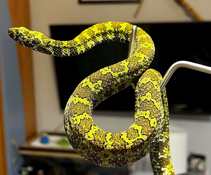 Crescătorie ilegală de reptile în 12 metri pătrați, descoperită într-un apartament din Bihor