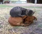 Războiul dintre câini şi pisici e de domeniul trecutului   jpeg