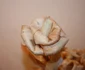 targ martisor bistrita 15