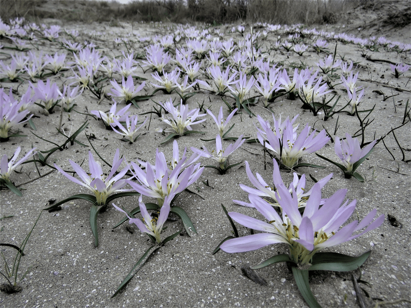 Planta care este adevăratul „vestitor al primăverii” în zona estică a Deltei Dunării