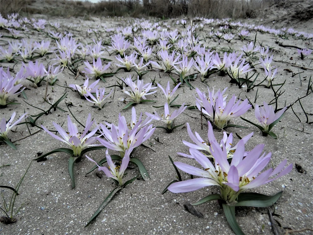 Brândușa de nisip FOTO: INCDDD