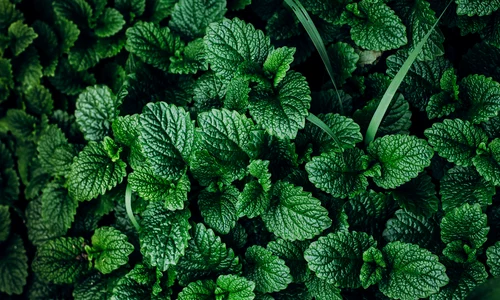 1 iqos menthol ban 605663165 jpg jpeg