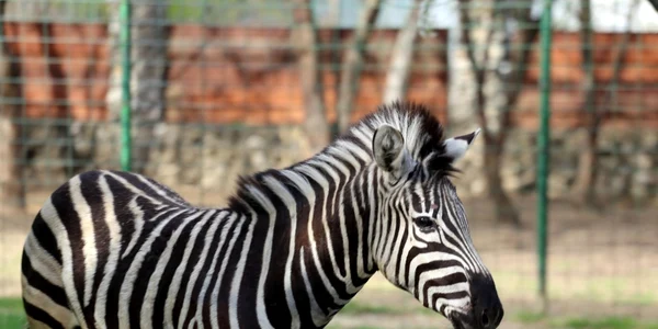 calarasi zebra noua atractie la Zoo Calarasi FOTO Facebook/Complexul de Agrement Zoo Calarasi