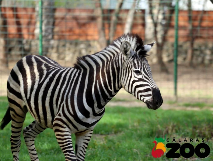 Zebra, una dintre atracţiile ZOO Călăraşi FOTO Facebook/Complexul de Agrement ZOO Călăraşi