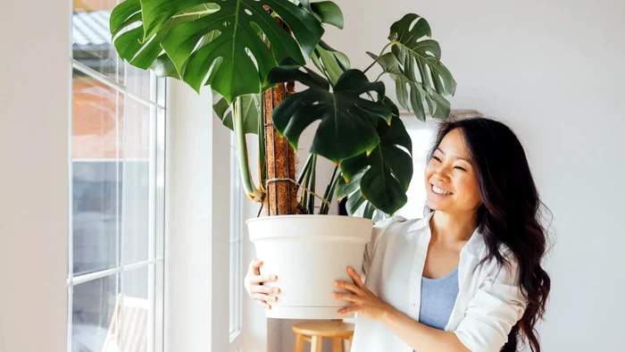 Cele mai bune plante de apartament pentru persoanele care nu au timp să le îngrijească.