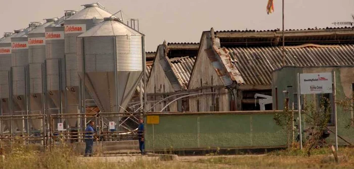 Ferma Smithfield din Cenei s-a confruntat în urmă cu aproximativ 8 ani cu un focat de pestă porcină FOTO Daniel Dancea