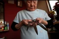 shitsui hakoishi guinness world records jpg