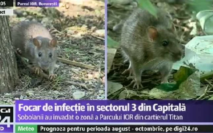 Şobolani în Parcul IOR FOTO Capura Digi24