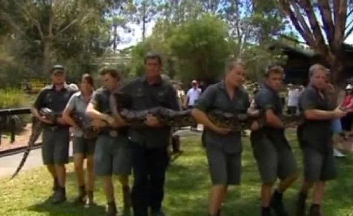 
    Atomic Betty, pitonul din Australia  