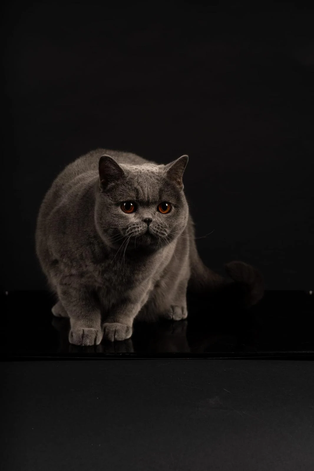 „Ursoaica de Bucovina” face istorie: pisica Kira Kiralina, din România, din nou campioană internațională la frumusețe felină