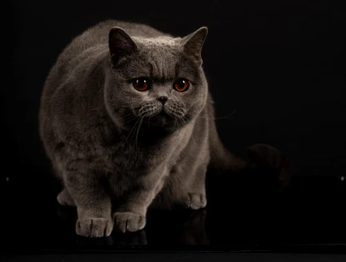 Kira Kiralina, din România, din nou campioană internațională la frumusețe felină FOTO: Felis România