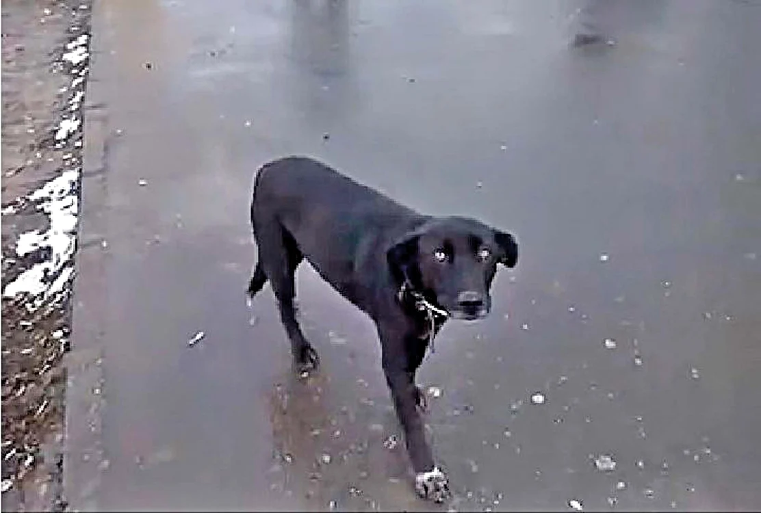 
    Lucky a fost crescut de mic de omul fără adăpostFoto: Ziar de Cluj  