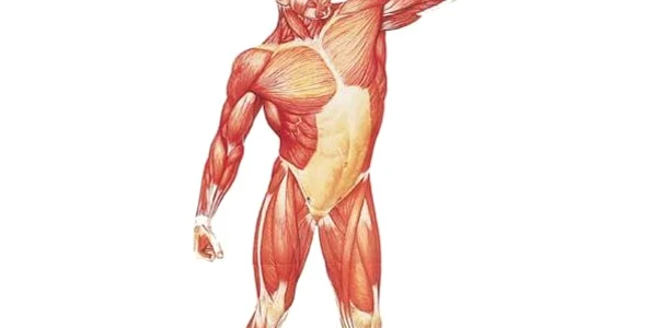 Ecografia musculo-scheletala pot fi examinate diferite tipuri de articulatii