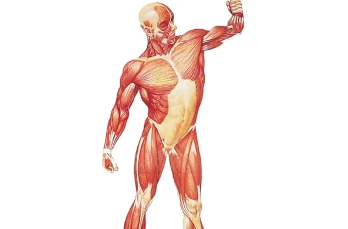 Ecografia musculo-scheletala pot fi examinate diferite tipuri de articulatii