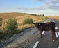 Satul Bătrâna  Foto Daniel Guță  ADEVĂRUL (25) jpg