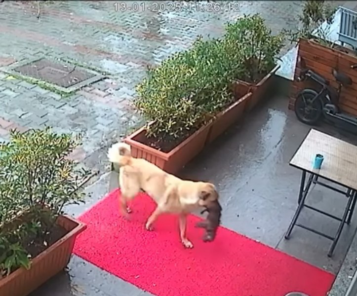 Imagini virale cu o cățelușă care își duce puiul înghețat la o clinică veterinară. Ce s-a întâmplat cu patrupedul