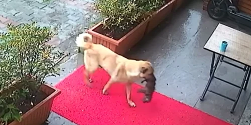 FOTO Captură video
