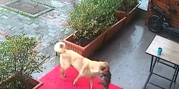 FOTO Captură video