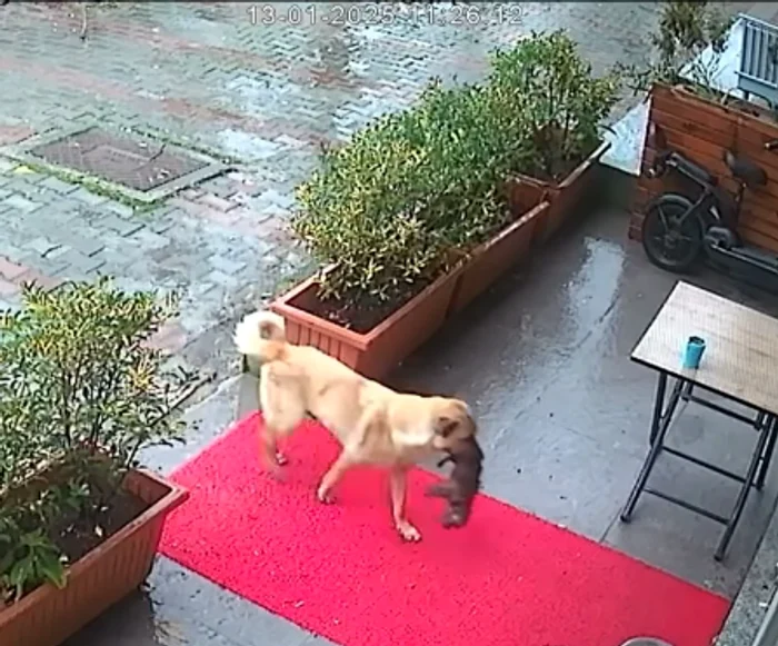 Cățelușa și-a cărat puiul până în fața clinicii veterinare FOTO Captură video