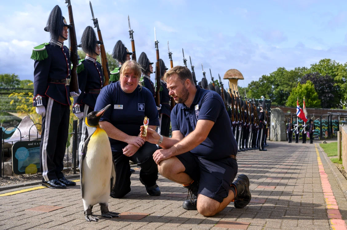 Pinguinul Sir Nils Olav, mascota armatei regale din Norvegia