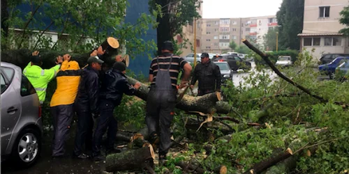 Copaci căzuţi doborăţi de furtună şi ploaie torenţială Sursa Primăria Constanţa