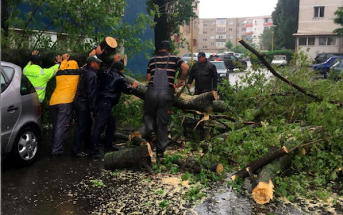 Copaci căzuţi doborăţi de furtună şi ploaie torenţială Sursa Primăria Constanţa