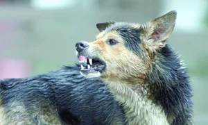 CLIIMA20110809 0181 1 jpeg